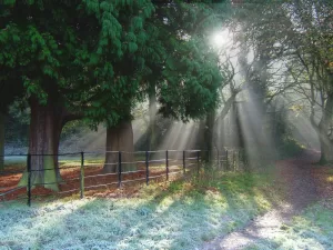 A peaceful nature scene with sunlight filtering through trees, symbolizing balance and holistic health.